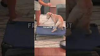 Build your dogs confidence by doing this