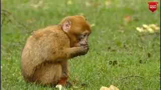 Monkey funny video/no copyright video/no copyright music/free video/#monkey