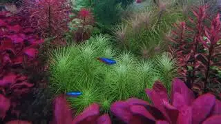 Pogostemon Erectus || Plants Profile