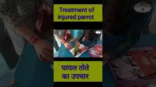 Treatment of beautiful parrot | Treatment of beautiful parrot #viral #trending #shortvideo @DrAlo...