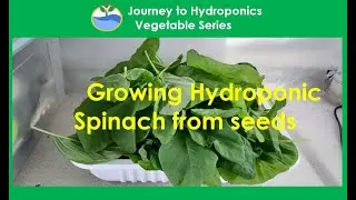 Spinach From Seeds