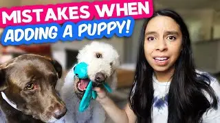 Socializing puppy with older dog 👉 10 hacks for multiple pets!!! 🐶 Part 1 of 2