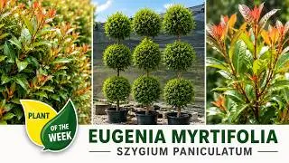 Eugenia or Syzygium Shrub | Syzygium paniculatum | Hardy Hedge or Container Plant