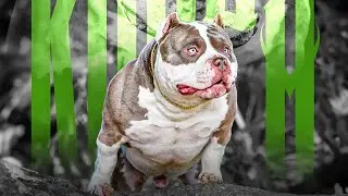 Venomline Pocket American Bullies - Top American Bully Bloodlines 2023