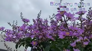 The Tree flower Queen Crape Myrtle