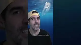 Bicho TRANSPARENTE e ESQUISITO do mar - Salpa | Pidobiologia