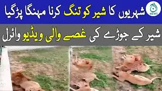 Shehriyon Ka Sher Ko Tang Karna Mehnga Par Gaya | Aaj News