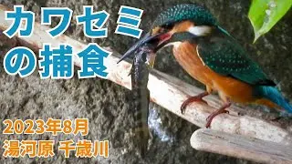 【湯河原千歳川のカワセミ】魚の補食シーン！叩きつけて丸呑み！