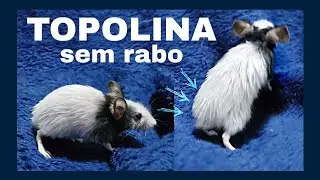 Adotei uma Topolina sem Rabo 🐭 - Mus Musculus Molossinus