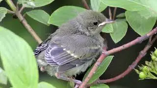Golden Winged Warbler Study Video Review