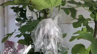 How to air layer a fig tree