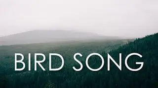 30 Minutes Bird Sounds for Morning Routine and Relaxation | Bird Singing for Meditation