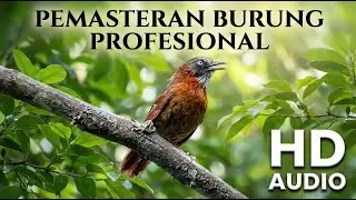 🔴 LIVE MASTERAN KONIN SUBUH  ⏱️ Bikin Rajin Bunyi