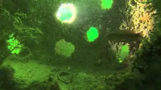 x  Eternal Reefs, a peak inside some mature Reef Balls
