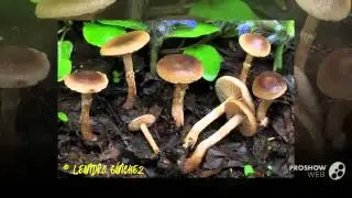 Phaeogalera - fungi kingdom