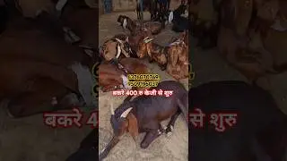 #goat #colonelkkjϟ #vlog #eiduladha2025 #animals #shortsviral #bakri