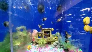 Relaxing Aquarium Coral Reef Aquarium Fish Aquarium Fish Tank Slow Motion Fast Forward