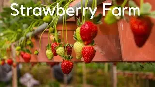 Big Red Strawberry Farm in Cameron Highlands//Cameron Highlands//Malaysia//Strawberry Farm