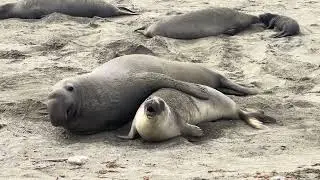 Elephant Seal Mating Display!  @UpCloseNature #wildlife