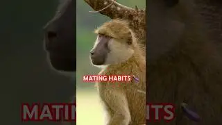 Baboon Mating Habits 🍆
