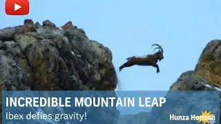 The Leap of Faith: You Won't Believe This Ibex Jump!
