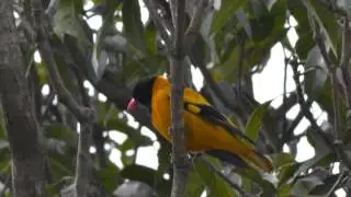 Birds of bihar,india Part-1