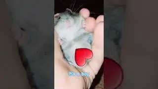 #Hamster #boy #fyp #animsls #animals