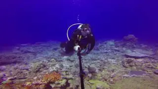 RODRIGUES DIVING