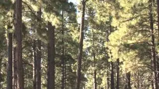 4FRI Contract transferred to Good Earth Power of Arizona