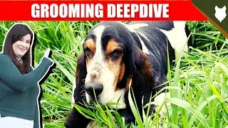 BASSET HOUND GROOMING DEEPDIVE