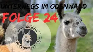 Bergtierpark F&uuml;rth Erlenbach | *FOLGE 24* Unterwegs im Odenwald | die P&Uuml;FFCHENS