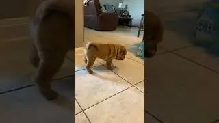 #sharpei #puppy #shorts #country #bulldog #dogs #funny