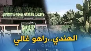 سكيكدة : التين الشوكي الخريفي يتربع على عرش الفاكهة