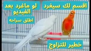 اقوى تغريد كناري لتهييج الذكر وتحفيز الكناري على التغريد المستمر 3