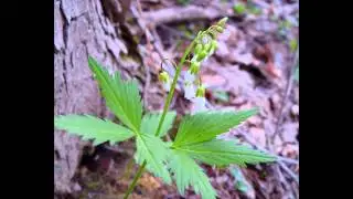 СЕРДЕЧНИК  (CARDAMINE)  сем. Крестоцветные