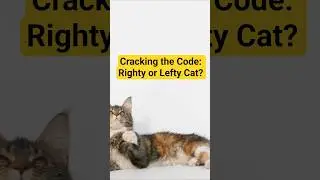 Is Your Cat Right or Left Pawed? Discover the Secret! #amazing #facts #cat #catlover #didyouknow