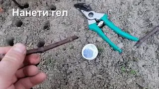 Ožiljavanje zimskih reznica pomoću IBA hormona