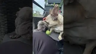 Frenchie's Day #dogdad #frenchies #frenchie'sday