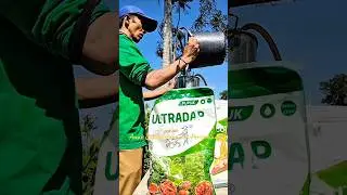 Aplikasi pupuk ultradap dan fungisida di Lahan Demplot Padi #padi #anakcaping