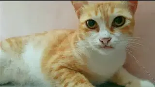 #Whitecatgarden Cute and Funny cats . Try not to laugh.