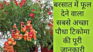How To Grow And Care Tecoma Plant/Care Of Tecoma (टिकोमा) Plant In Summer/ Beautiful Flowring Plant/