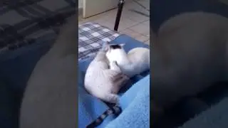 Cat sisters playing