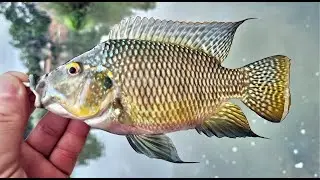 בוקר של דיג XUL מהנה בירקון 🎣 -Fun XUL fishing in the Yarkon River  HE/EN Subs