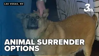 Animal nonprofit shares alternatives to surrendering pets to shelters amid overcrowding