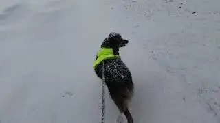 RDMVTL 19,373 ~ 12 10 2026 3 {MY DOG STORY} A WINTER WALK w/MAX [DENISON PARK] SNOW @ CORNING , NY