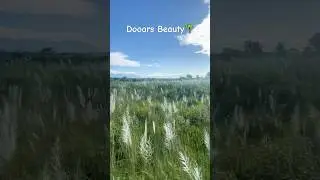 Dooars Beauty &ndash; Nature, Tea & Travel . #dooars #travel