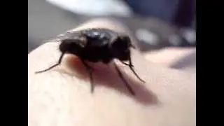 Fly HD