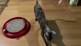 Cornish Rex Cat (Kensa) Fetching Her Ball