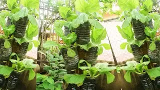 Just Ultilize the plastic waste growing vegetable at home, No need for a garden, No space growing