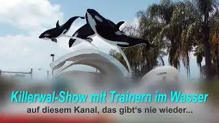 Killerwal Abend Show Orlando Florida mit Trainern im Wasser